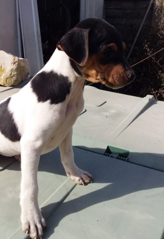 Ce petite mâle Terrier Brésilien proposé à l’achat est né le 17/08/2020.