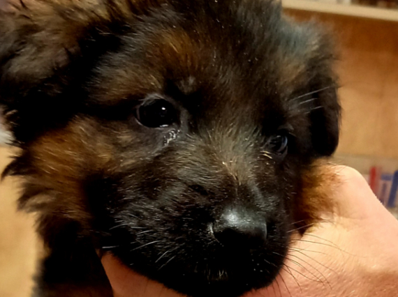Chiot Berger Allemand à vendre au prix de 1260 € vacciné et identifié.
