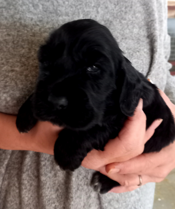 Chiot Cocker Anglais Spaniel à vendre au prix de 1160 € vacciné et identifié.