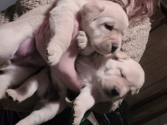 Petite femelle Labrador née le 02/09/2025 est proposée – vendue 800 €.