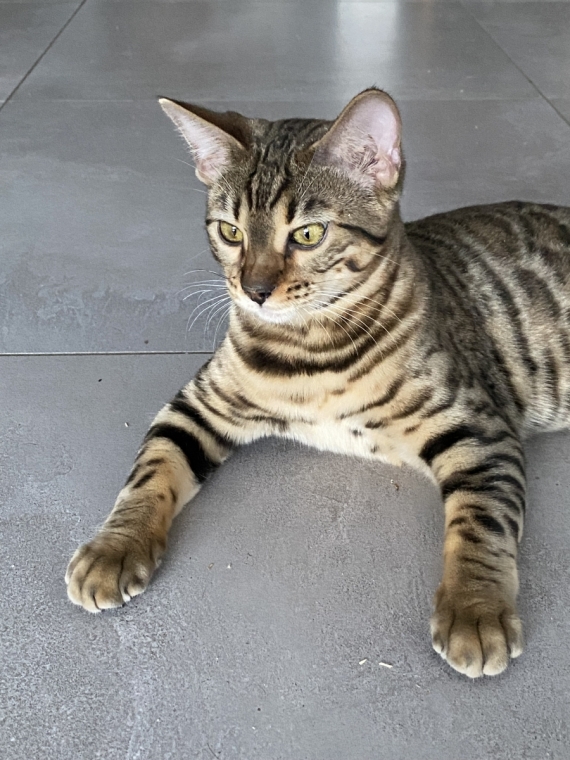 03 11 22 Chaton Bengal Turquoise A Vendre En Territoire De Belfort