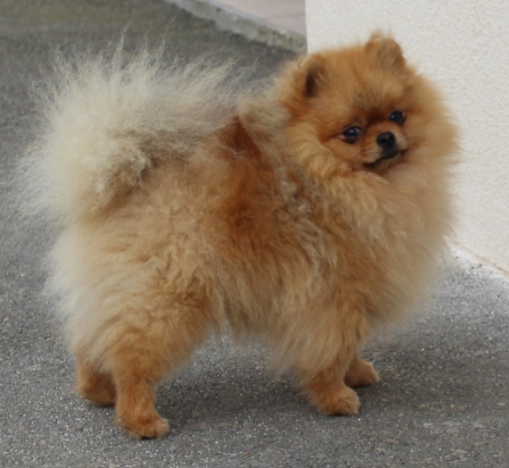 Petit m�le  n� le 08/05/2026 est propos� � vendu 2200 �.