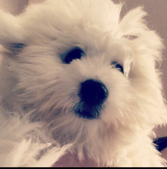 Petit mâle  né le 17/09/2025 est proposé – vendu 1200 €.