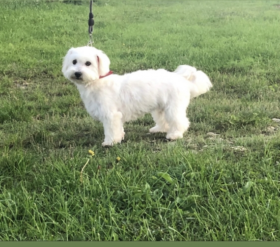 Petit mâle  né le 17/09/2025 est proposé – vendu 1200 €.