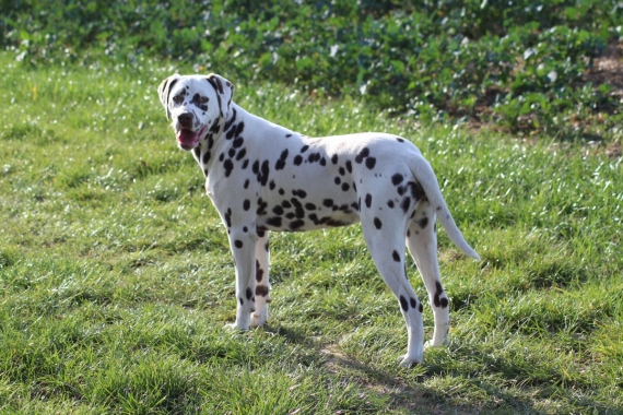 Petit mâle  né le 07/05/2025 est proposé – vendu 1200 €.