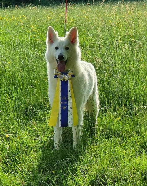 Petit mâle  né le 26/09/2025 est proposé – vendu 1850 €.