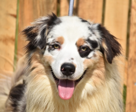 Petit m�le  n� le 11/09/2025 est propos� � vendu 1000 �.