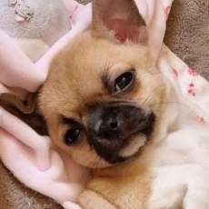 Acheter Chihuahua bébé pour 1060 €