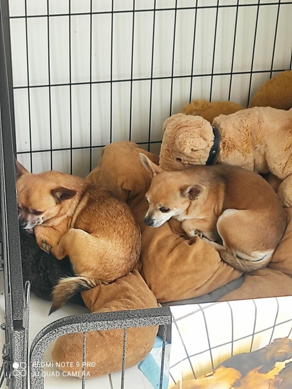 Petite femelle  née le 19/02/2026 est proposée – vendue 1100 €.