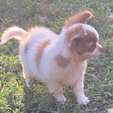 Chihuahua chiot vendu 1550 €