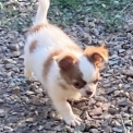 Chiot Chihuahua de race  en région Pays de la Loire.