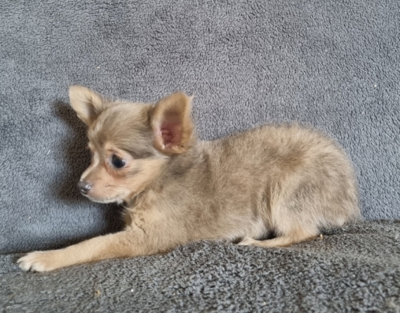 Petit mâle Chihuahua né le 19/05/2023 est proposé – vendu 1200 €.
