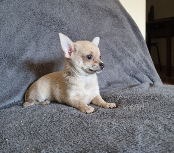 Petite femelle Chihuahua née le 30/05/2023 est proposée – vendue 1200 €.