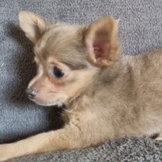Chihuahua chiot vendu 1200 €