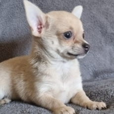 Chiot Chihuahua à adopter au prix de 1200 €