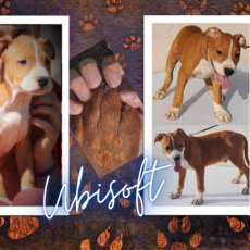 Adoption chiot American Staffordshire Terrier au prix de 600 €