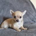 Chiot Chihuahua sans pedigree – prix 1200 €.