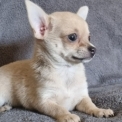 Chihuahua disponible en Gironde