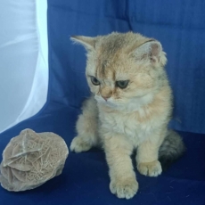 Adoption chaton Selkirk Rex au prix de 1200 €