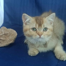 Adoption chaton Selkirk Rex au prix de 900 €