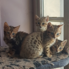 Adoption chaton Chat Bengal au prix de 1100 €