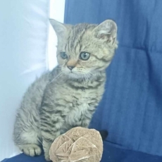 Adoption chaton Selkirk Rex au prix de 1100 €