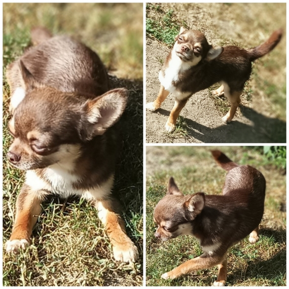 Petit mâle  né le 01/10/2025 est proposé – vendu 950 €.