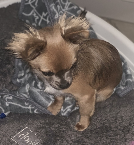 Petit mâle Chihuahua né le 08/06/2023 est proposé – vendu 1100 €.