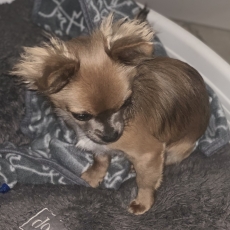 Chiot Chihuahua à adopter au prix de 1100 €