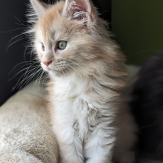 Adoption chaton Maine Coon au prix de 1300 €