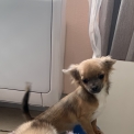 Chihuahua disponible dans la Loire