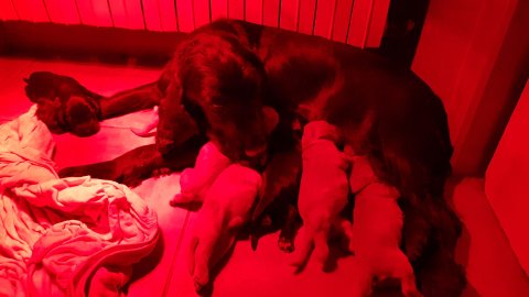 Petite femelle  née le 19/12/2025 est proposée – vendue 1400 €.