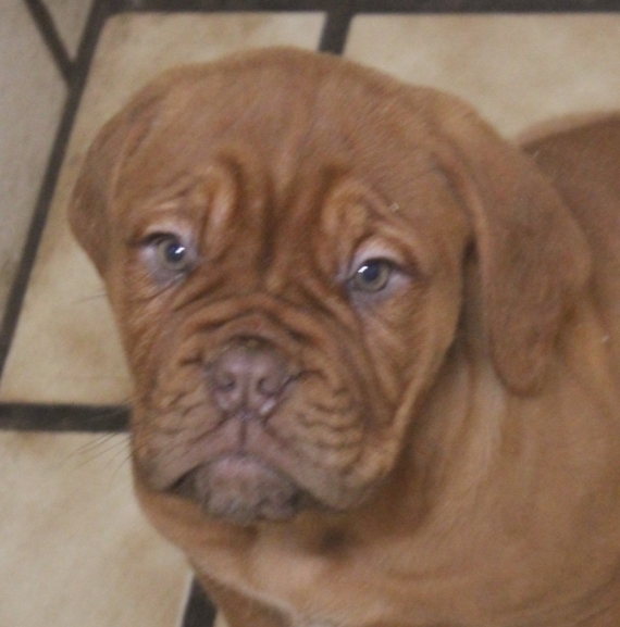 Petit mâle Dogue de Bordeaux né le 10/11/2023 est proposé – vendu 1800 €.