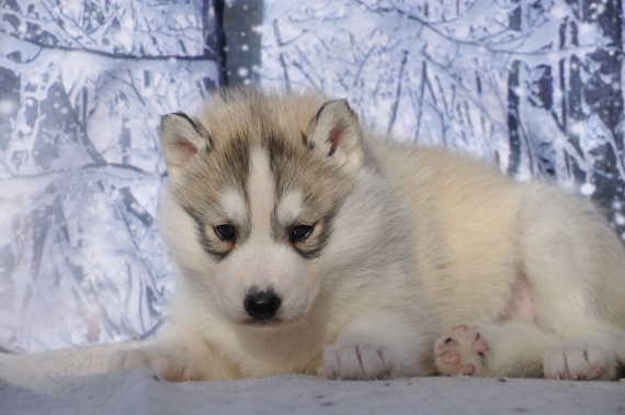Petite femelle Husky Sibérien née le 17/12/2023 est proposée – vendue 1200 €.