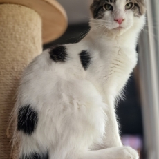 Adoption chaton Maine Coon au prix de 900 €