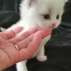 Adoption chaton Chat Ragdoll au prix de 1400 €