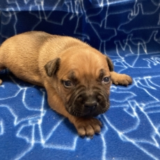 Adoption chiot StaffordShire Bull Terrier au prix de 1300 €