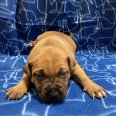 Adoption chiot StaffordShire Bull Terrier au prix de 1300 €