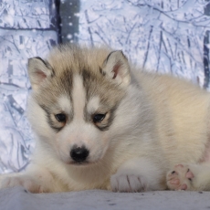 Adoption chiot Husky Sibérien au prix de 1200 €