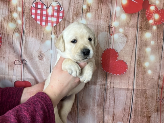 Petite femelle Labrador née le 13/01/2024 est proposée – vendue 1200 €.