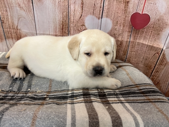 Petit mâle Labrador né le 13/01/2024 est proposé – vendu 1000 €.
