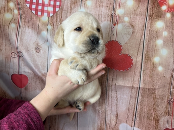 Petit mâle Labrador né le 13/01/2024 est proposé – vendu 1000 €.
