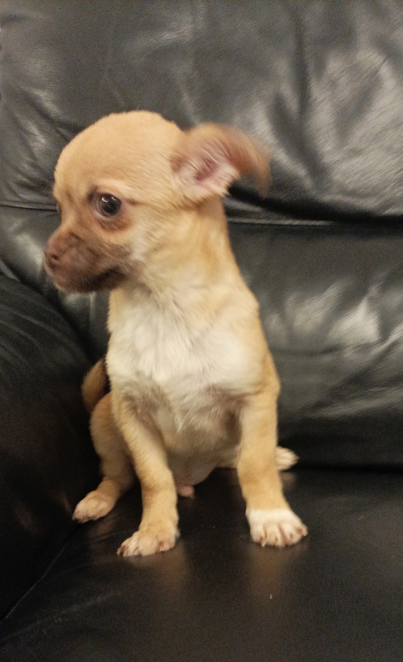 Petit mâle Chihuahua né le 27/10/2023 est proposé – vendu 590 €.