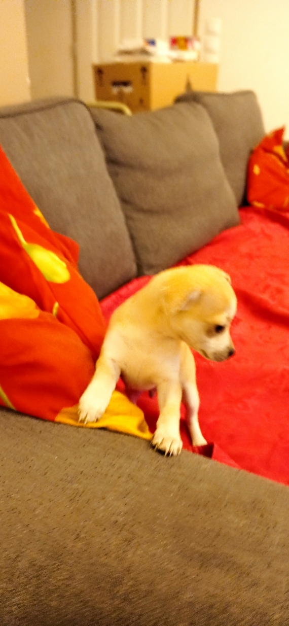 Petit mâle Chihuahua né le 21/11/2023 est proposé – vendu 699 €.