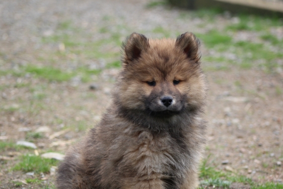 Petit mâle Eurasier né le 30/12/2023 est proposé – vendu 1750 €.