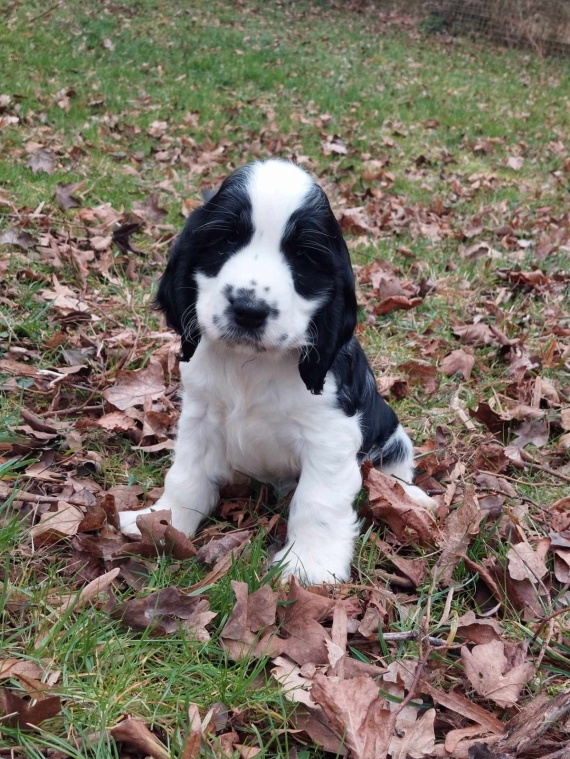 29 02 2024 Chiot Cocker Anglais Spaniel vendre dans le Jura