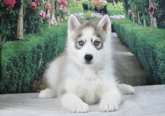 Petite femelle Husky Sibérien née le 17/12/2023 est proposée – vendue 1800 €.