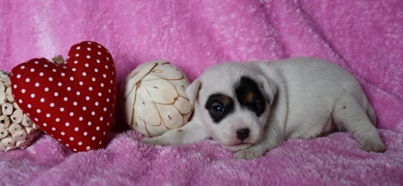 Petite femelle Parson Russell Terrier née le 03/02/2024 est proposée – vendue 1600 €.
