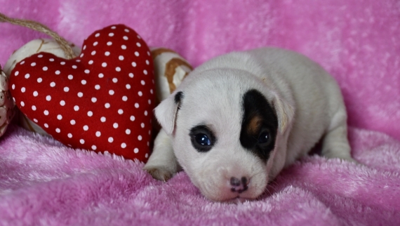 Petit mâle Parson Russell Terrier né le 03/02/2024 est proposé – vendu 1300 €.