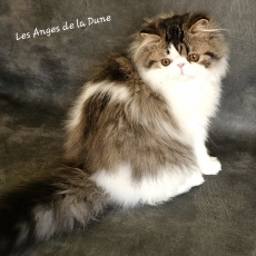 Adoption chaton Chat Persan au prix de 1500 €